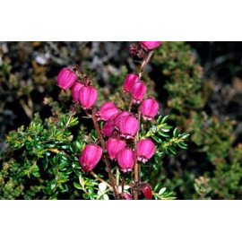 Дабеція продам саджанець, Висота 15 см, продам саджанець дабеції Daboecia cantabrica