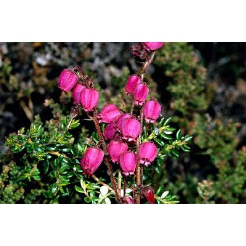 Дабеція продам саджанець, Висота 15 см, продам саджанець дабеції Daboecia cantabrica