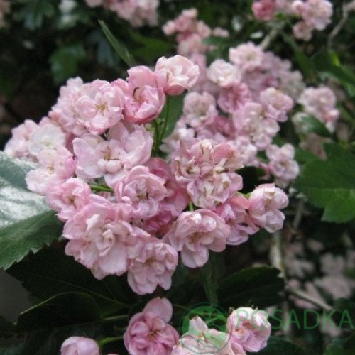 Глід Тоба продам саджанець, продам глід Toba