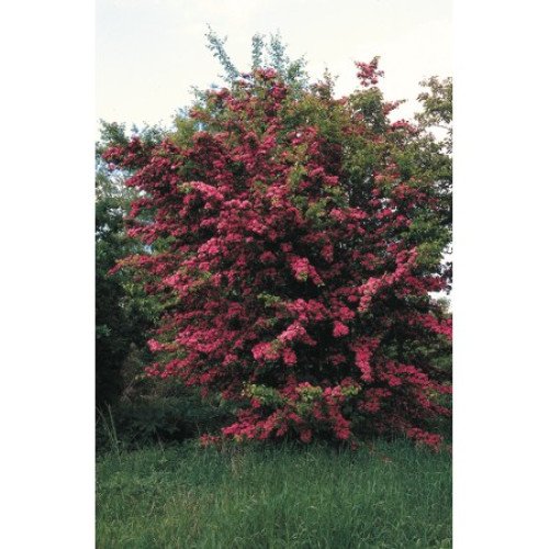 Глід Пол Скарлет продам саджанець, висота 200+ см, продам саджанець Paul's Scarlet