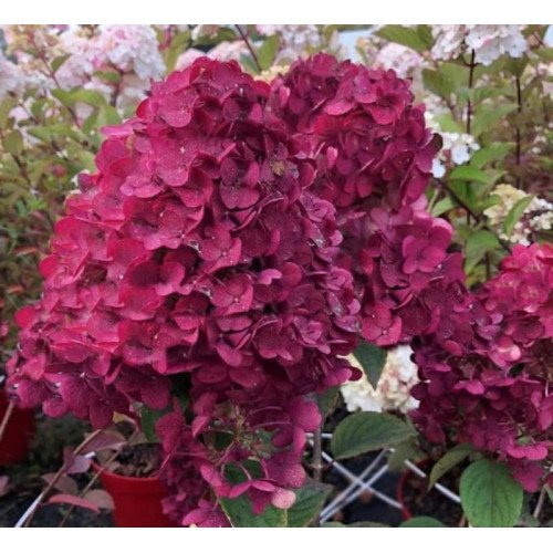 Гортензія волотиста Rensam, Framboisine або Самарська Лідія продам саджанець