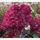 Гортензія волотиста Rensam, Framboisine або Самарська Лідія продам саджанець