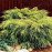 Ялівець Кінг оф Спрінг продам саджанець, розмір 20*30 см, продам ялівець King of Spring