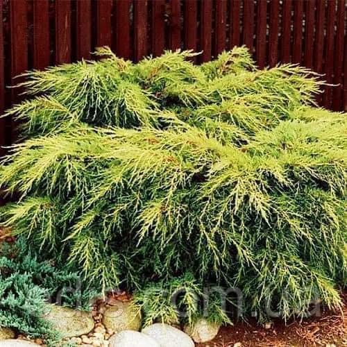 Ялівець Кінг оф Спрінг продам саджанець, розмір 20*30 см, продам ялівець King of Spring