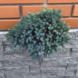 Ялівець Блю Стар продам саджанець, куплю ялівець Blue Star