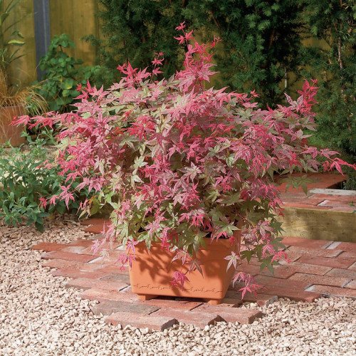 Клен Бені Майко продам саджанець, висота 80 см, продам саджанець  клену Beni Maiko