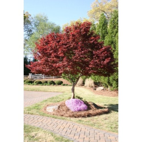 Клен Бладгуд продам саджанець, висота 40 см, продам клен Bloodgood