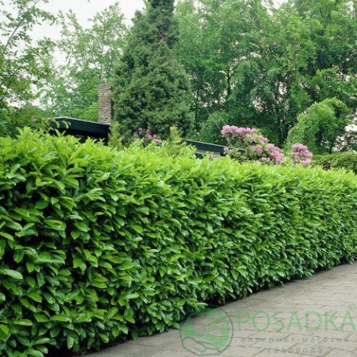 Лавровишня Етна продам саджанець, висота 20-25 см, куплю саджанець лавровишні Etna