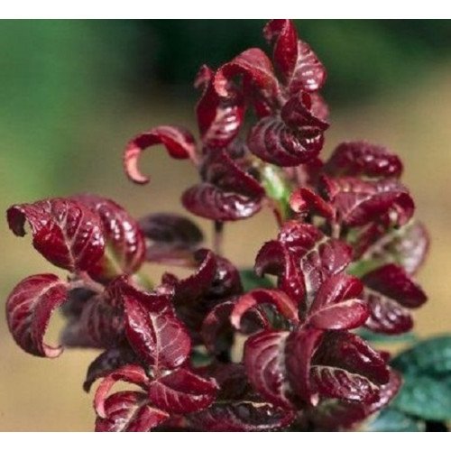 Леукотоє Кьорлі Ред продам саджанець, висота 15-20 см, продам леукотоє Curly Red