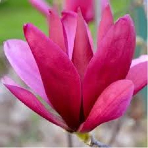 Магнолія Пінк Пірамід продам саджанець, 50 см, продам магнолію Pink Pyramid