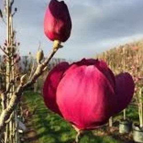 Магнолія Клеопатра продам саджанець, висота 70 см, продам магнолію Cleopatra