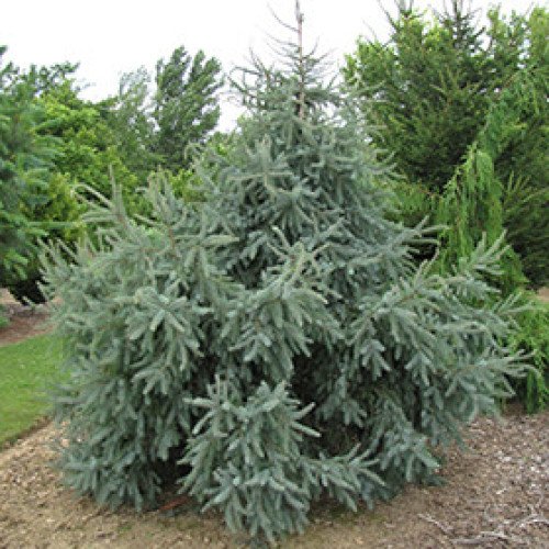 Ялина Доуметті продам саджанець, висота 25-30 см, продам ялину Doumetti