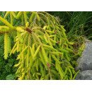 Ялина Акрокона Голден продам саджанець, висота 15-20 см, продам ялину Acrocona Golden