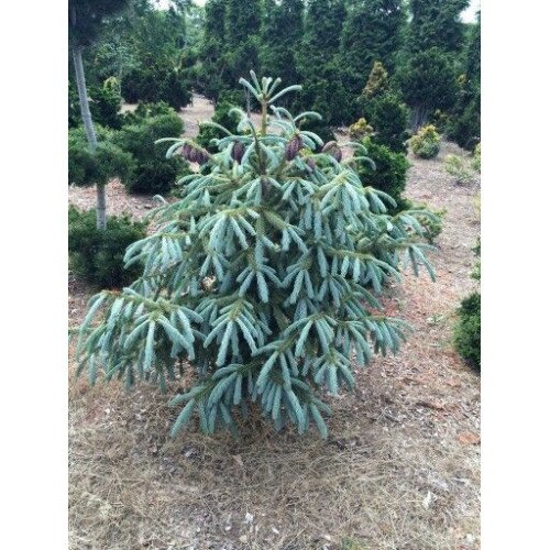 Ялина Блю Магу продам саджанець, висота 15-20 см, продам ялину Blue Magoo