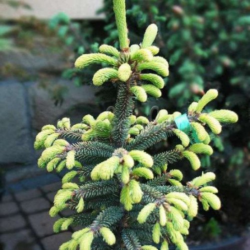 Ялина чорна Ауреа продам саджанець, висота 30-35 см, продам ялину mariana Aurea