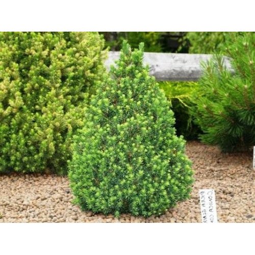 Ялина Коніка продам саджанець, висота 30 см, продам ялинку Conica