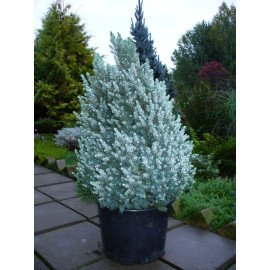 Ялина Сандерс Блю продам саджанець, висота 20 см, продам ялинку Sanders Blue