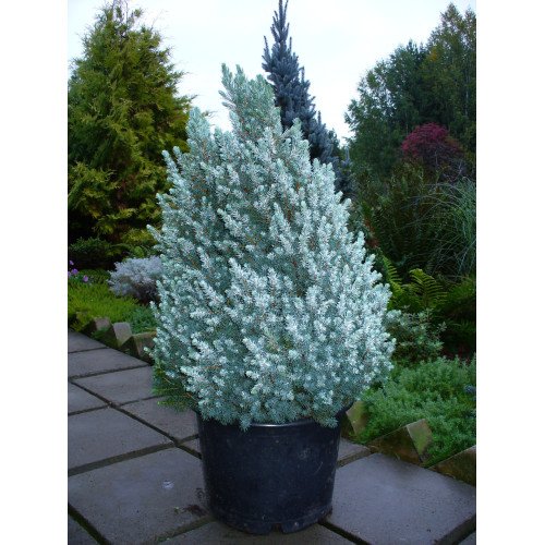 Ялина Сандерс Блю продам саджанець, висота 20 см, продам ялинку Sanders Blue