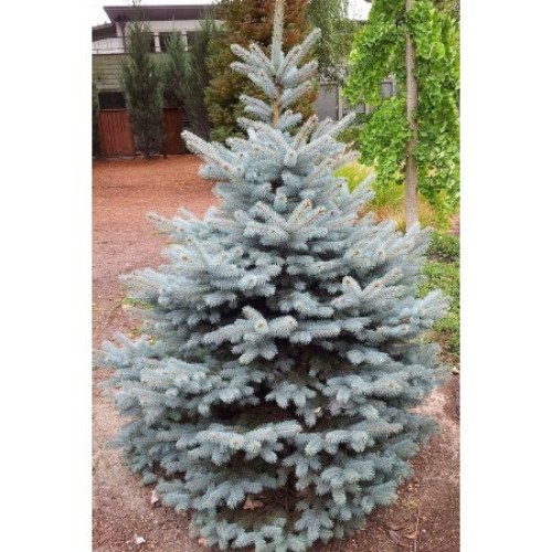 Ялина Блю Даймонд продам саджанець, висота 40 см, продам ялину Blue Diamond