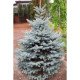Ялина Блю Даймонд продам саджанець, висота 40 см, продам ялину Blue Diamond