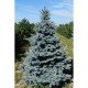 Ялина Олденбург продам саджанець, висота 35-40 см, продам ялину Oldenburg