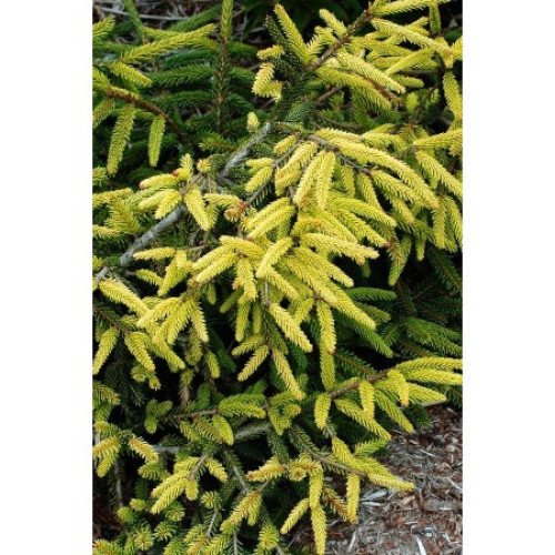 Ялина Ауреаспіката продам саджанець, висота 30+ см, продам ялину Aureospicata