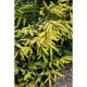 Ялина Ауреаспіката продам саджанець, висота 30+ см, продам ялину Aureospicata