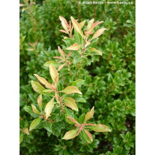 Пієріс Мінор продам саджанець, Висота 15 см, продам пієріс Minor