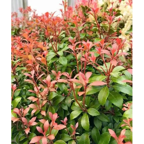 Пієріс Літл Хіс Грін продам саджанець, висота 20-25 см, продам пієріс Little Heath Green