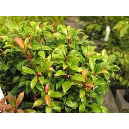 Пієріс Бісбі Дварф продам саджанець, висота 20 см, продам пієріс Bisbee Dwarf