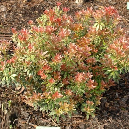 Пієріс Літтл Хіс продам саджанець, висота 15 см, продам пієріс Little Heath