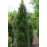 Сосна Зіммер продам саджанець, висота 15 см, продам сосну Zimmer