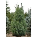 Сосна Денса Хілл продам саджанець, висота 15 см, продам сосну Densa Hill