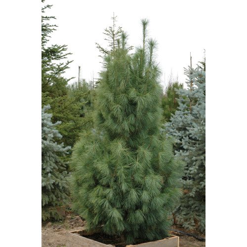 Сосна Денса Хілл продам саджанець, висота 15 см, продам сосну Densa Hill