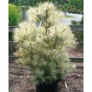 Сосна Голден Гост продам саджанець, Висота 15-20 см, продам сосну Golden Ghost