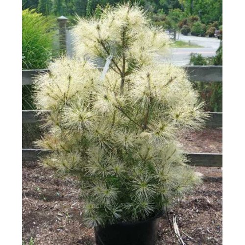 Сосна Голден Гост продам саджанець, Висота 15-20 см, продам сосну Golden Ghost