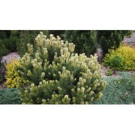 Сосна Саншайн продам саджанець, висота 20 см, прод..