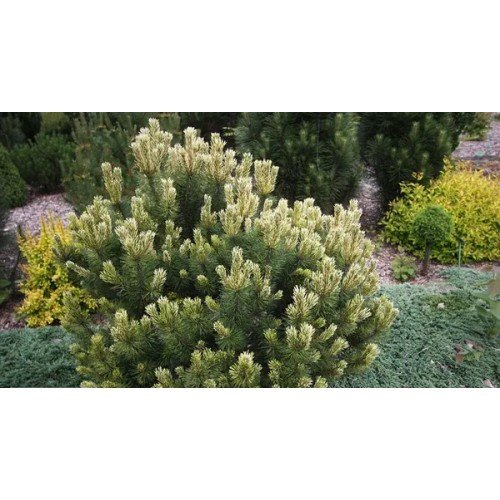 Сосна Саншайн продам саджанець, висота 20 см, продам сосну Sunshine