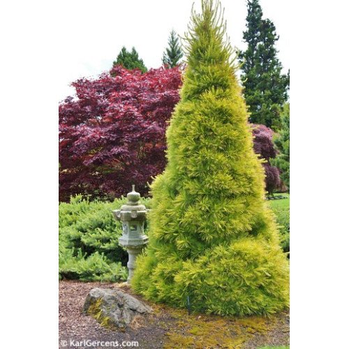 Сосна Луї продам саджанець, висота 30 см, продам сосну Louie