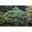 Сосна Макопін продам саджанець, висота 15-20 см, продам сосну Macopin