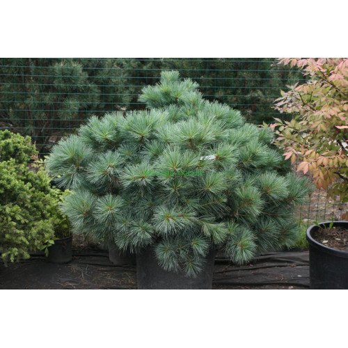 Сосна Макопін продам саджанець, висота 15-20 см, продам сосну Macopin