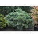 Сосна Макопін продам саджанець, висота 15-20 см, продам сосну Macopin