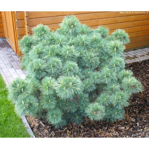 Сосна Радіата продам саджанець, висота 10-15 см, продам сосну Radiata