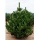 Сосна Орегон Грін продам саджанець, висота 15 см, продам сосну Oregon Green