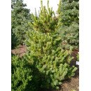 Сосна Чікуза Готен продам саджанець, висота 20 см, продам сосну Chikuza Goten