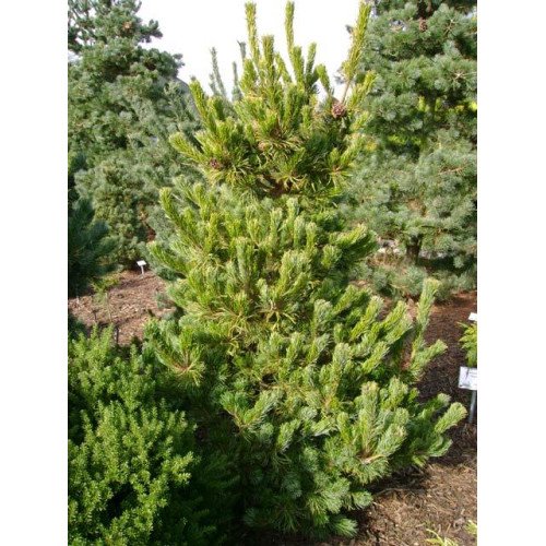 Сосна Чікуза Готен продам саджанець, висота 20 см, продам сосну Chikuza Goten