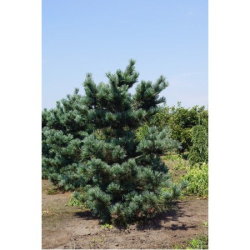 Сосна Негіші продам саджанець, висота 15-20 см, продам сосну Negishi