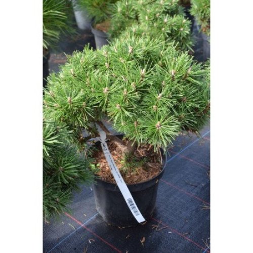 Сосна Бенджамін продам саджанець, висота 10-15 см, продам сосну Benjamin