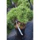 Сосна Бенджамін продам саджанець, висота 10-15 см, продам сосну Benjamin