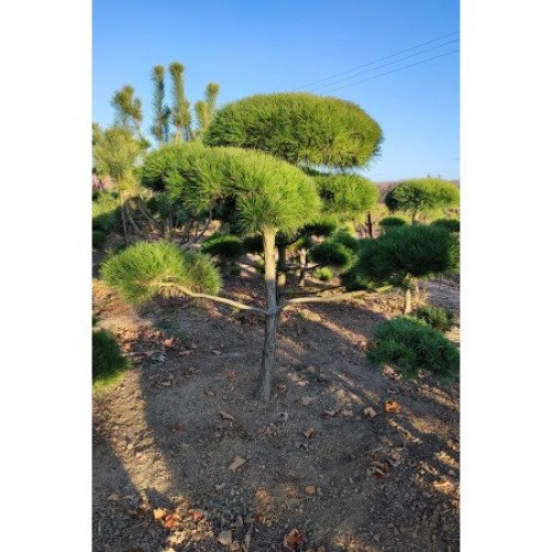 Сосна Умбракуліфера продам саджанець, висота 15-20 см, продам сосну Umbraculifera